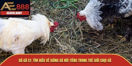 Đá Gà C1