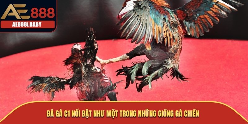  Đá gà C1 nổi bật như một trong những giống gà chiến