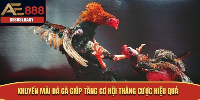 Khuyến mãi đá gà giúp tăng cơ hội thắng cược hiệu quả